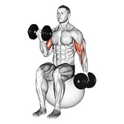 curl alterno de bíceps sentado con mancuerna en pelota de ejercicio