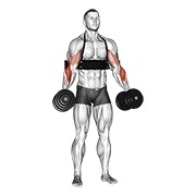 flexiones de martillo con mancuerna (con brazalete de aislamiento)