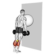 elevación de talones con pelota de ejercicio contra la pared (pelota de tenis entre las rodillas)