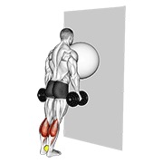 elevación de talones con pelota de ejercicio contra la pared (pelota de tenis entre los tobillos)